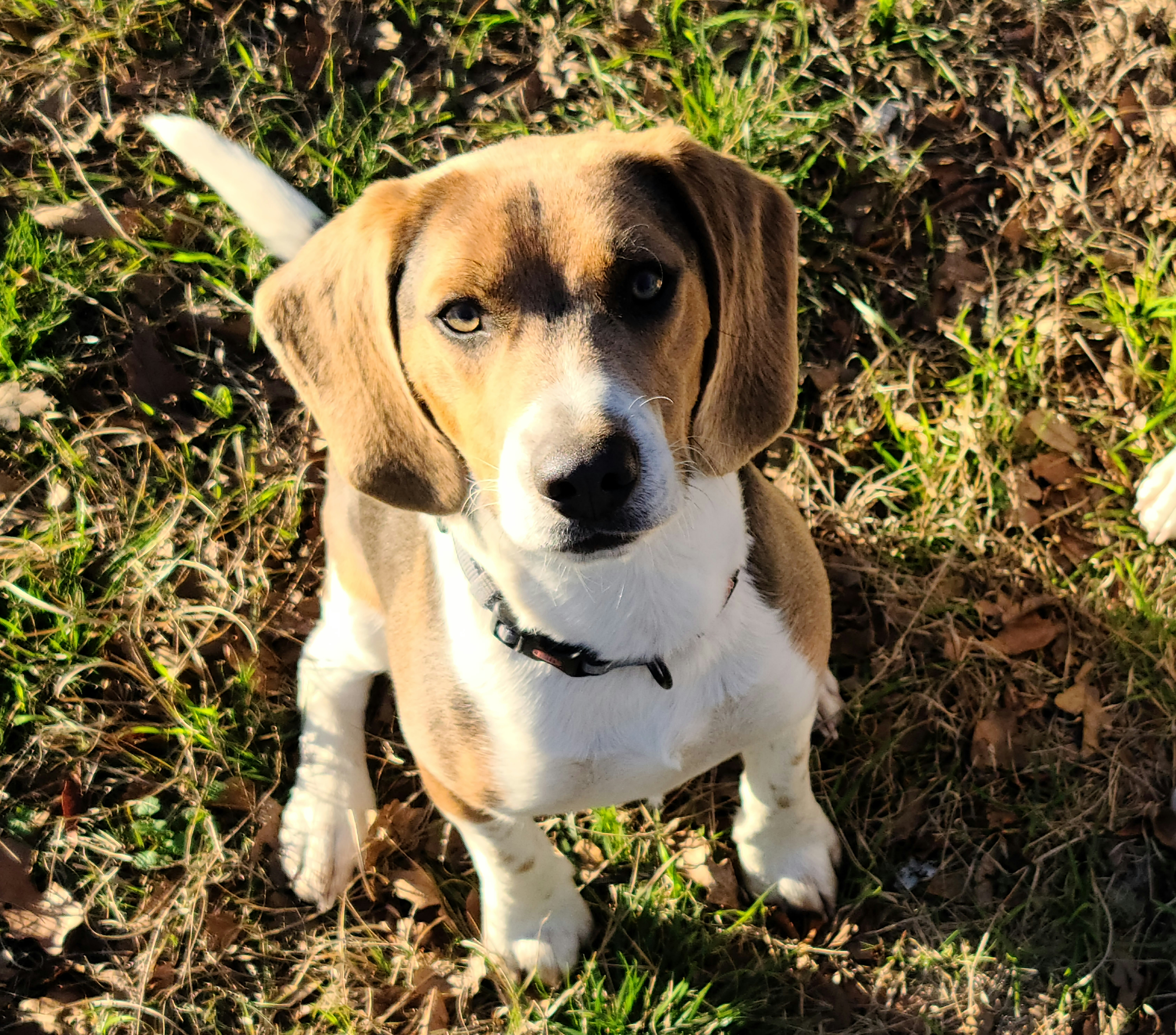 Blue - Beagle