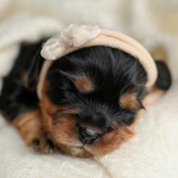 Cavalier King Charles Spaniel Puppies from Sweet Southern Cavaliers
