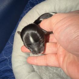 Jermaine - Black tan and white male Biewer Terrier puppy in Stockbridge, Georgia from Jenn’s Georgia Morkies and Biewer Terriers
