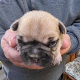 Boy 2 - Fawn male French Bulldog puppy in Cabool, Missouri from Shannon French Bulldogs