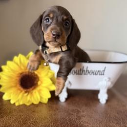 Vinny - Chocolate and tan male Dachshund puppy in Leoma, Tennessee from Southbound Kennel