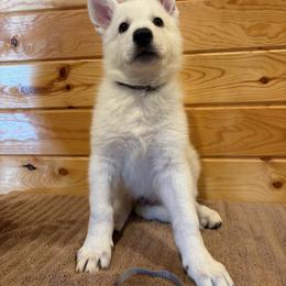 Grey Collar  (Kohl) - White male Berger Blanc Suisse puppy in Rice Lake, Wisconsin from Windswept White Swiss Shepherds