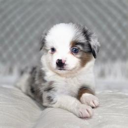 Walnut - Blue merle male Miniature Australian Shepherd puppy in Killen, Alabama from Wilkers Wholehearted Mini Aussies