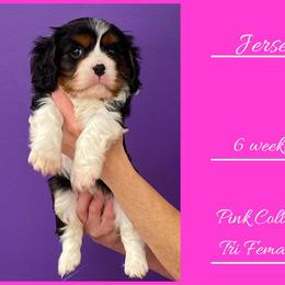 Jersey - Tri-color female Cavalier King Charles Spaniel puppy in Willmar, Minnesota from Starlite Cavaliers