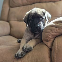 Dark Pink Collar - Fawn female Mastiff puppy in Auburn, Kansas from English Mastiff Puppies