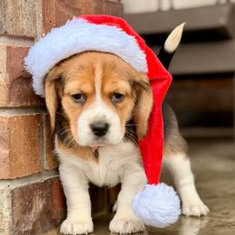 Minni - Black tan and white female Beagle puppy in Mansfield, Missouri from Rippee Creek Kennel