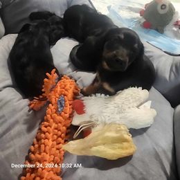 Dachshund and Yorkshire Terrier Puppies from Southern Sweetheart Kennels