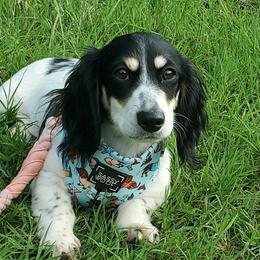 Blade - Dachshund