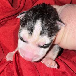 Female - Black and white female Siberian Husky puppy in Doswell, Virginia from Shinko Siberians