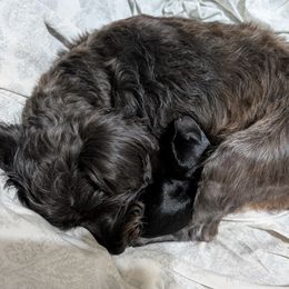 Miniature Schnauzer Puppies from Black Star Farm
