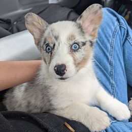 American Corgis and Pembroke Welsh Corgis from Boba Tea Corgis