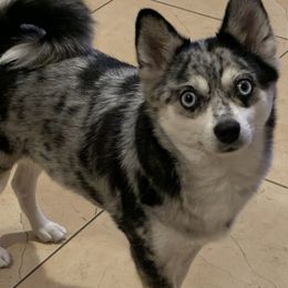 Myka - Pomsky