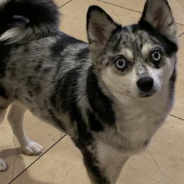 Myka - Pomsky