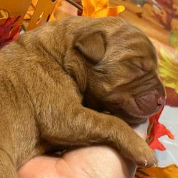 Rosie - Yellow female Labrador Retriever puppy in Rock Hill, South Carolina from North Star Retrievers