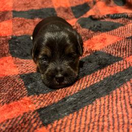 Homer (1800) - Black and tan male Yorkipoo puppy in Gastonia, North Carolina from Precious pups dynasty kennel