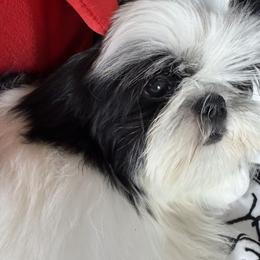 Black and white Boy - Black and white male Shih Tzu puppy in Strafford, Missouri from Intuition Shih Tzu