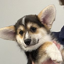 Trina - Pembroke Welsh Corgi puppy from Pluperfect