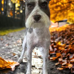 Boxers, Miniature Australian Shepherds, and Miniature Schnauzers from Branton Farms (Mini Schnauzers, Boxers and Mini Aussies)