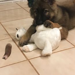 German Shepherd Puppies from Von Lindesfarne