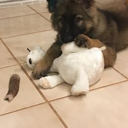 German Shepherd Puppies from Von Lindesfarne