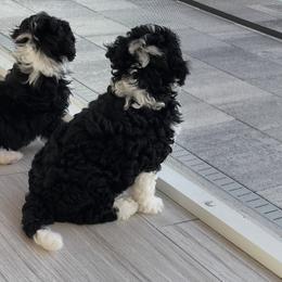 Bernedoodle Puppies from Eastside Paws