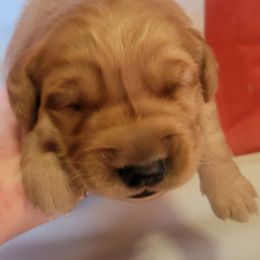 Whiskey - Dark golden male Golden Retriever puppy in Texas from Copperhead Creek Goldens