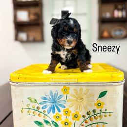 Sneezy - Tri-color female Bernedoodle puppy in West Haven, Utah from Split Mountain Doodles