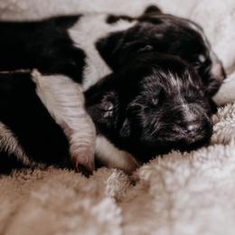 Newfoundland Puppies from Kinson Ridge Giants