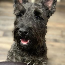Scottish Terriers from Kelly's Scottish Terriers