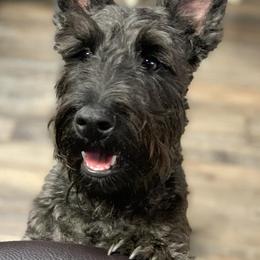 Scottish Terriers from Kelly's Scottish Terriers