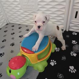 Boy 2 - male Boxer puppy in Kirskville, Missouri from Elevated Boxers