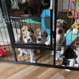 Beagle Puppies from Debra's Beagles
