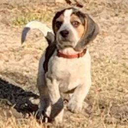 Beagle Puppies from Southern Skye Farm