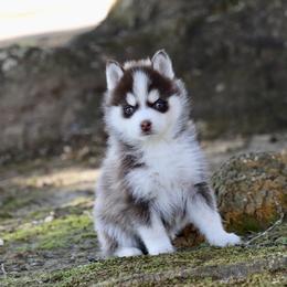 Boo Boo - Chocolate male Pomsky puppy in Denham Springs, Louisiana from Bayouland Pomskies