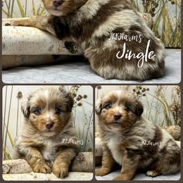 (2) Jingle, RMM - Red merle male Miniature American Shepherd puppy in Huntington, Texas from JKKJ Farms