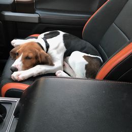 Treeing Walker Coonhound Puppies from Stackem Up Kennel