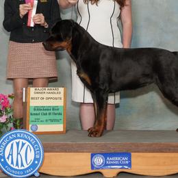 Rottweilers from Dragonflytkennels