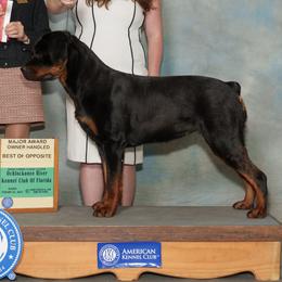Rottweilers from Dragonflytkennels