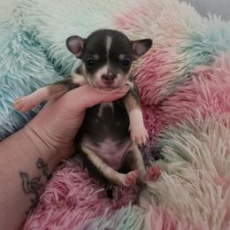 Tatum - Blue and tan female Chihuahua puppy in Ashtabula, Ohio from Paw's & Awe's Chihuahuas