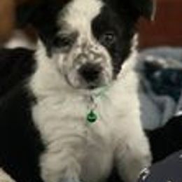 Border Collies from Seven Winds Farm