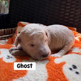 Ghost AKC Standard Poodle 1,605 - Cream male Poodle puppy in Conway, Arkansas from Arkansas River Poodles