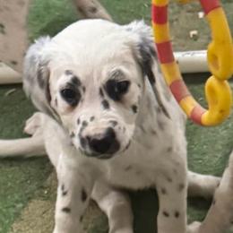 G3 - White and black female Dalmatian puppy in Williamsburg, Ohio from Dewey’s Dals