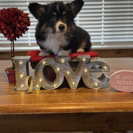 Castiel (Fluffy) - Black and tan male Pembroke Welsh Corgi puppy in Olathe, Colorado from Rocking LJ Breeding