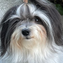 Sophie - Havanese
