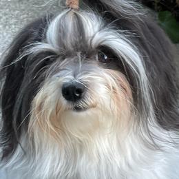 Sophie - Havanese