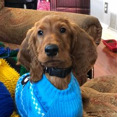 English Setters and Irish Setters from Tenacity Setters