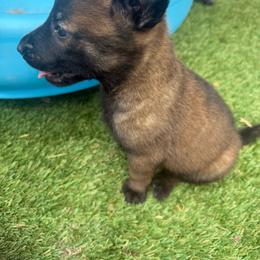 Red Collar Male - Fawn sable male Belgian Malinois puppy in Boise, Idaho from Wings of Freedom Retrievers and Malinois