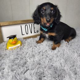 Dachshund Puppies from Mighty Paws Manor
