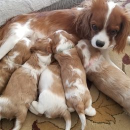 Cavalier King Charles Spaniels from SanS Cavaliers