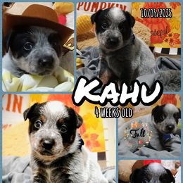 Kahu - Blue male Australian Cattle Dog puppy in Fife Lake, Michigan from Kurczak Farm LLC